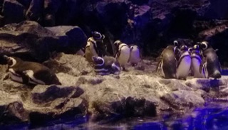 Sumida Aquarium penguins