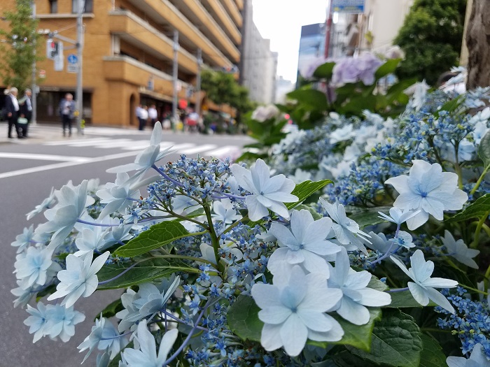 hydrangeas have begun to bloom in the streets near e-Jan