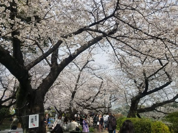 Sakura at Chidorigafuchi Park