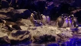 Sumida Aquarium penguins Sumida Aquarium penguins