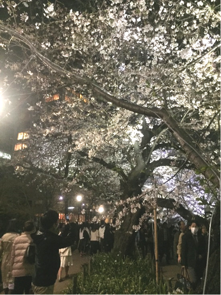 Cherry blossoms from 2016