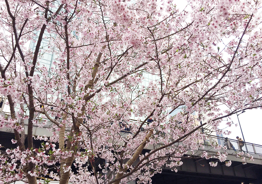 Cherry blossoms this year in Shinjuku